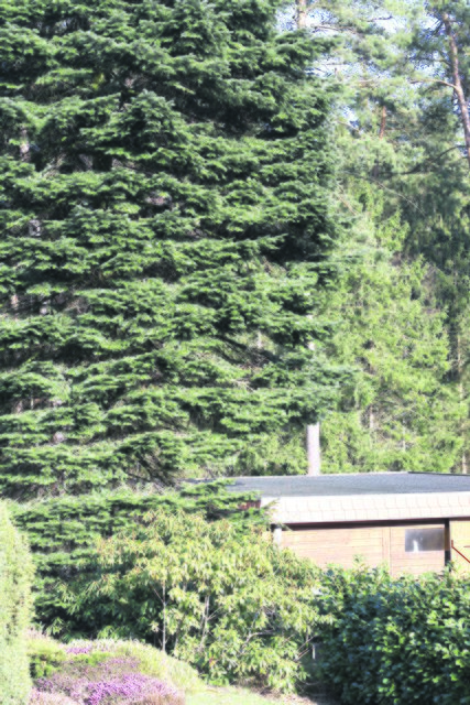 Die Äste der Tanne schrammten über das Carport des Nachbarn