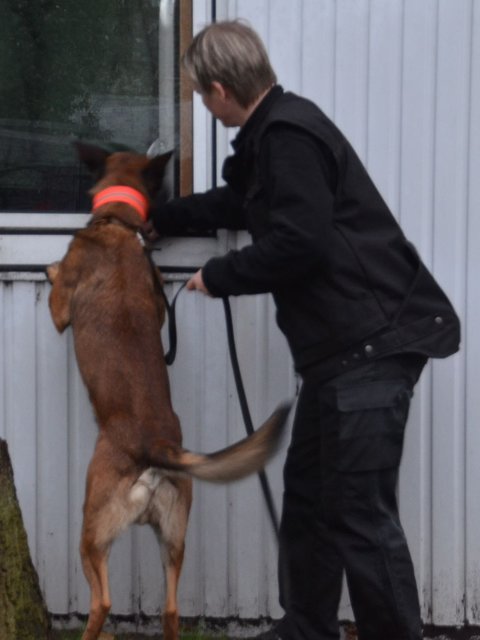 Polizeihund auf Drogen-Mission | Foto: Polizei Stade