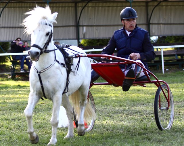 Der Bundestrainer der Ponyreiter, Peter Teeuwen aus Hanstedt, präsentierte auch im Sulky sein Können