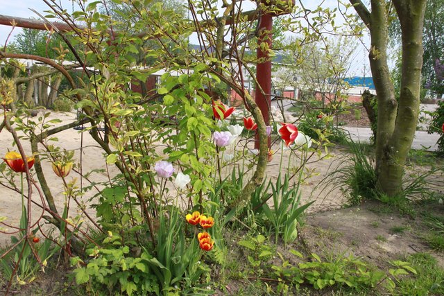 Schüler pflanzten dieses bunte Tulpenbeet