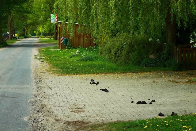 Pferdeäpfel auf einer Auffahrt nahe einer Schulbus-Haltestelle | Foto: Venohr privat