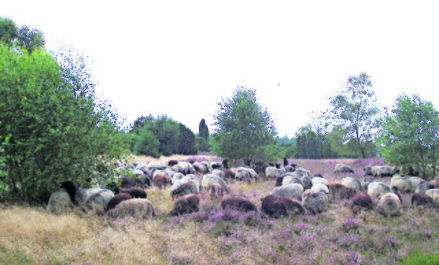 Die malerische Natur gefällt auch sehr den Heidschnucken | Foto: archiv