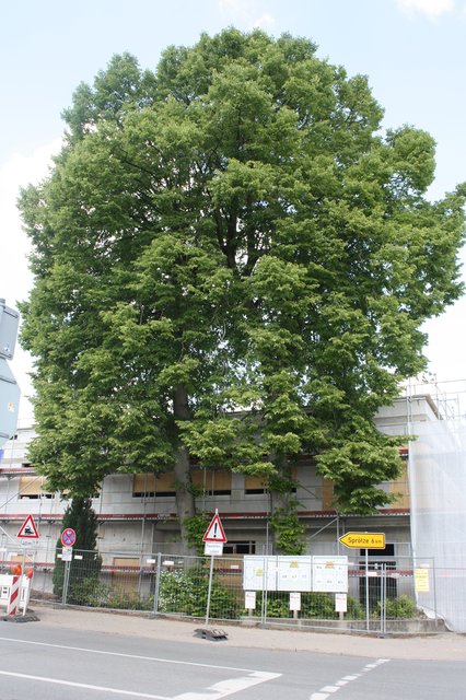 Die Linden am Neubau sollen erhalten werden