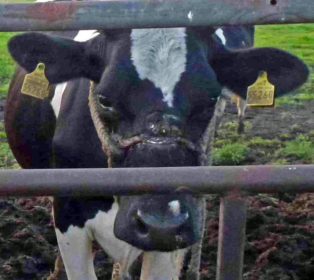 Der Viel zu enge Strick am Kopf der trächtigen Kuh wurde inzwischen entfernt. Ein Tierarzt hat die Narbe versorgt
