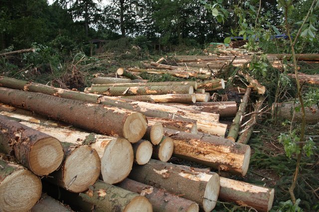 Das war mal das Wäldchen der Harsefelder Pfadis