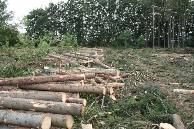 Inzwischen war der Harvester im Einsatz. Ein Großteil des Geländes ist bereits gerodet