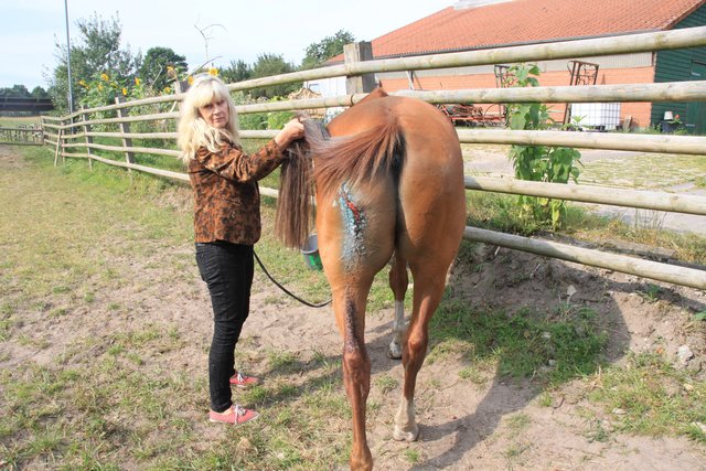 Ellen Tiedemann-Bartsch mit dem verletzen "Aladin" auf der Koppel im Geest-Dorf Heinbeockel bei Stade