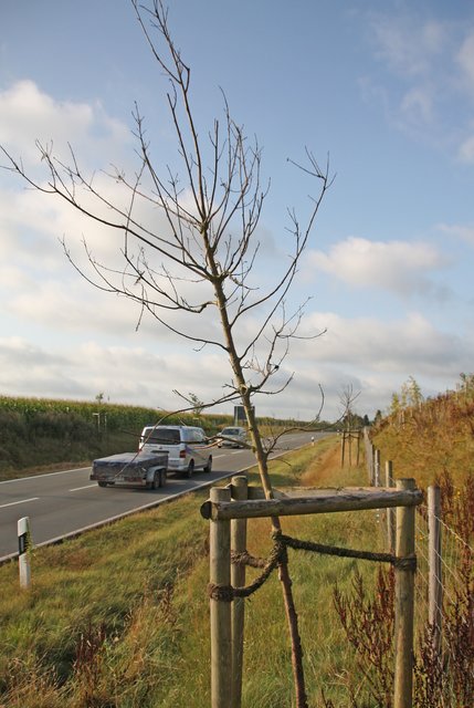 Einer der toten Bäume an der Umgehungsstraße