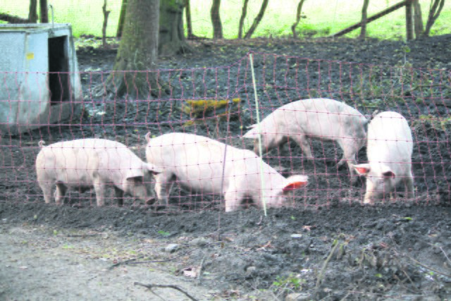 Inzwischen gehören auch Schweine zur LPG-Gemeinschaft