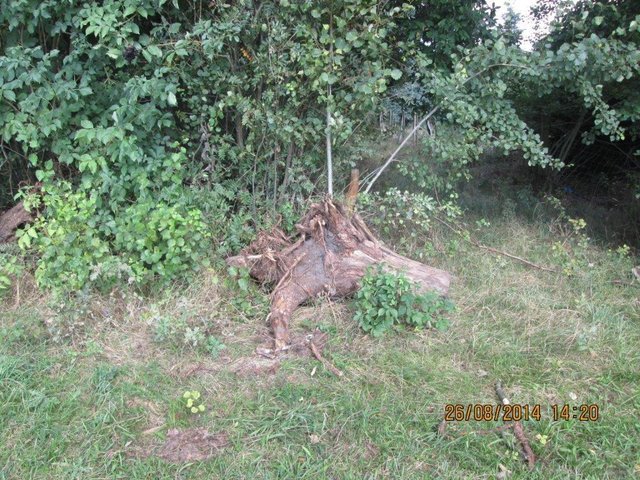 Die Verwaltung beobachtet auch herausgerissene Baumstümpfe immer öfter | Foto: oh