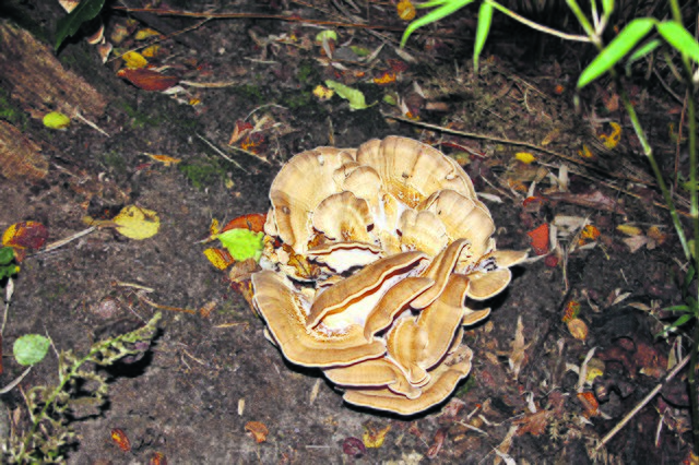 Von oben erinnert der seltsame Pilz an eine Rosenblüte