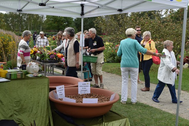 Warb für die neue Krokus-Aktion: Der Förderverein Gartenschau bringt im Oktober rund 10.000 Krokusse unter die Erde im Schlosspark