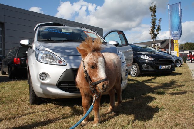 Verzauberte die Besucher auch mit nur einer Pferdestärke: Ponyfohlen Johann