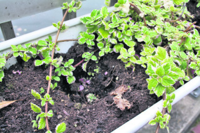Zwischen dem Weihrauch sieht man statt blühender Pflanzen nur Löcher in der Blumenerde