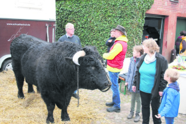 Ein tierischer Hingucker: Hermann Maack aus Lübberstedt präsentierte seinen mehrfach ausgezeichneten Welsh-Black-Bullen "Sammy" | Foto: oh