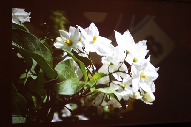 Werner Schmidt filmte auf dem Staudenmarkt in Beckdorf