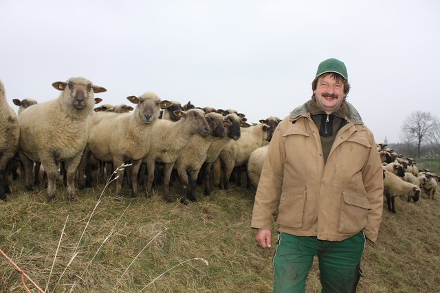 Deichschäfer Frank Mählmann mit seinen flauschigen "Mitarbeitern" auf der zweiten Deichlinie bei Assel