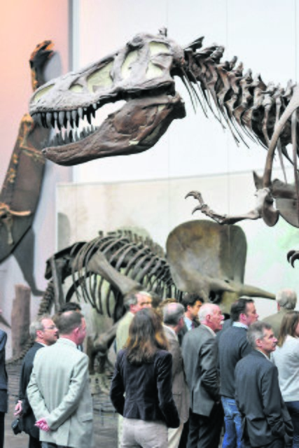 Hobby-Forscher jeden Alters interessieren sich im Senckenberg Museum vor allem für die Dinosaurier | Foto: djd/Tourismus Congress Frankfurt a.M.