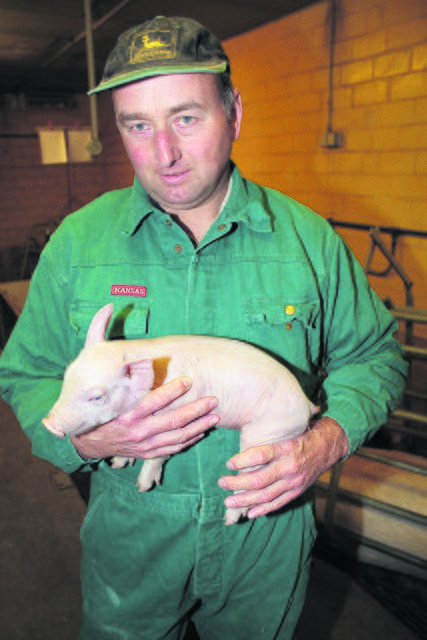 Schweinemäster Gustav Wortmann hält ein Ferkel mit gekürztem Ringelschwänzchen auf dem Arm