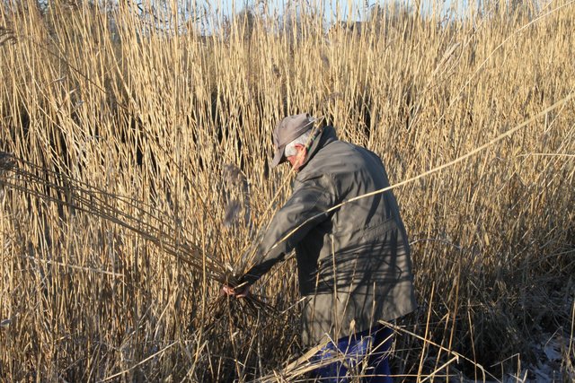 Anstrengende Handarbeit: Reet-Schnitt nahe der Elbe in Kehdingen