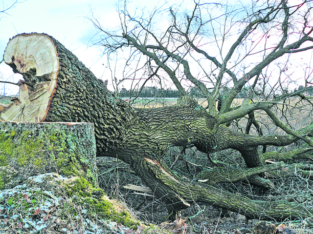 In der Gemeinde Seevetal werden über 200 Bäume gefällt | Foto: archiv