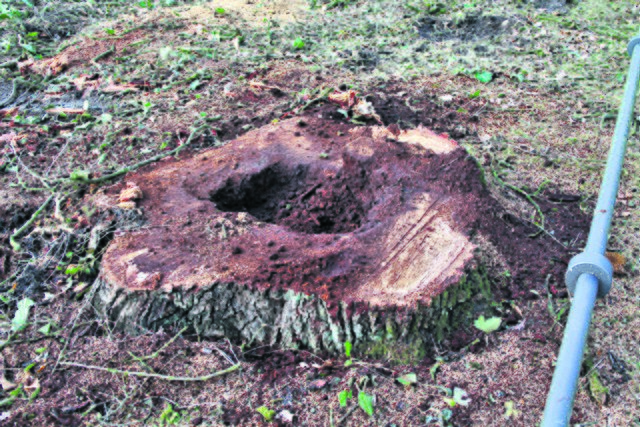 Gut zu erkennen: Dieser Baum war von innen hohl