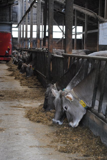 Die Braunvieh-Kühe geben eine besondere Milch