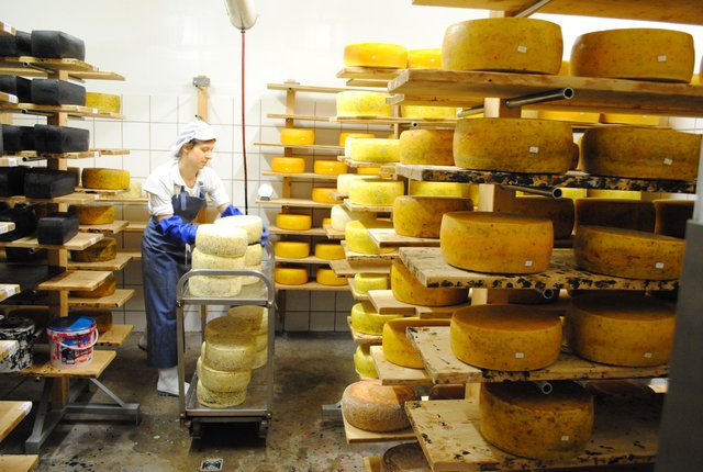 Im Lager reifen die Käse bis zu einem Jahr