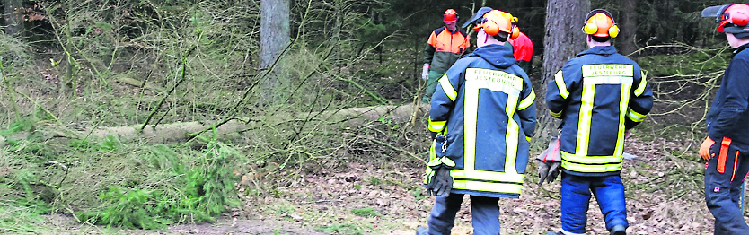 Die Mitglieder der Freiwilligen Feuerwehr Jesteburg trainierten jetzt die Beseitigung umgestürzter Bäume