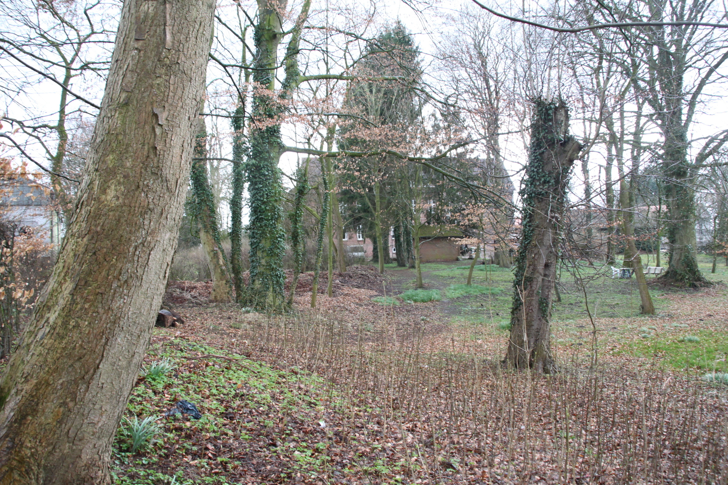 Die alten Bäume im "Steinmetz-Wäldchen" sollen einem Einkaufskomplex weichen. Hunderte Bürger sind dagegen
