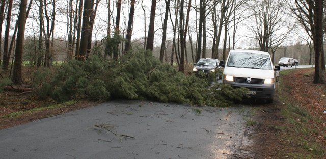 Auf der K79 zwischen Harsefeld-Griemshorst und Ahrensmoor-Nord legte sich ein Baum quer. Einige Autofahrer umschifften das Hindernis mit waghalsigen Fahrmanövern | Foto: jd