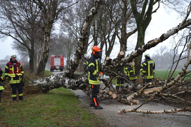 Das Orkantief entwurzelte dicke Bäume wie hier „Im Heidmoor“ (Samtgemeinde Harsefeld) | Foto: Kachmann