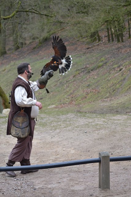 Impressionen der Flug-Show der Eventfalknerei von Thomas Wamser