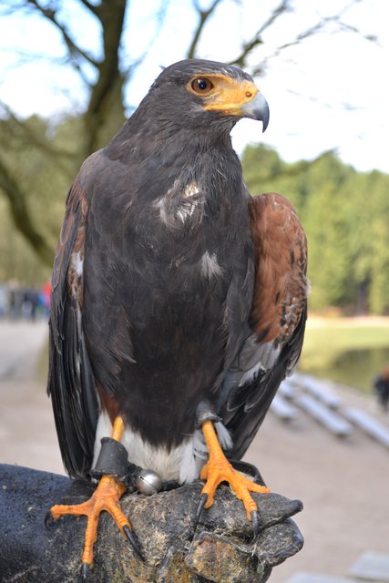Wüstenbussard Tarzan