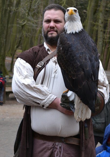 Eventfalkner Thomas Wamser mit Weißkopfseeadler Zeus