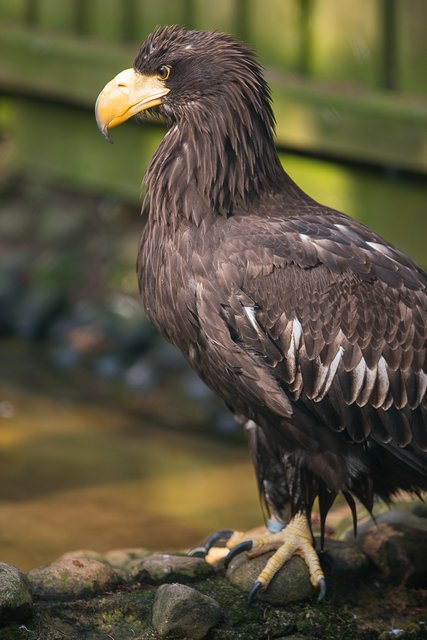 Riesenseeadler gehören zu den gefährdeten Tierarten. Weltweit schätzt man den Bestand auf weniger als 5.000
Exemplare | Foto: Wildpark/Thomas Ix
