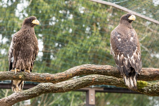 Das Riesenseeadler-Pärchen hat seine neue Voliere bezogen | Foto: Wildpark/Thomas Ix
