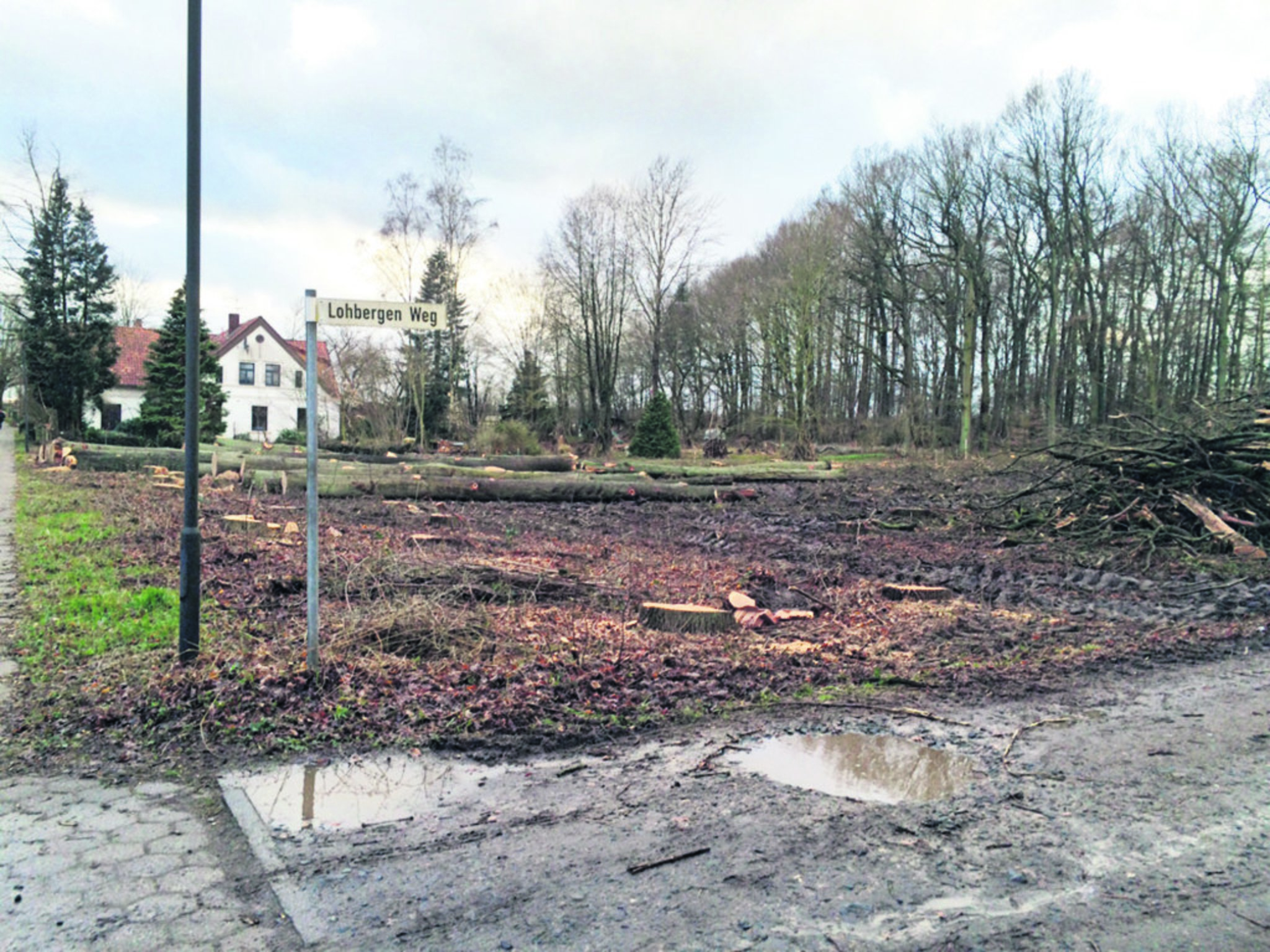 Reihenweise Bäume in Handeloh gefällt / Bei einer Baugenehmigung müsste