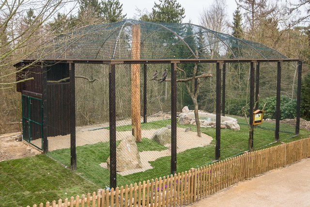 Voliere mit Aussicht: Groß, freundlich und gut einsehbar ist das neue Zuhause der Riesenseeadler | Foto: Wildpark/Thomas Ix