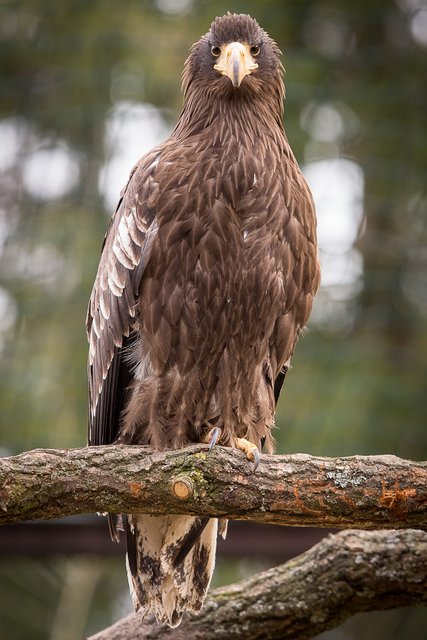 Foto: Wildpark/Thomas Ix