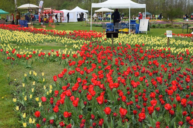 Impressionen: Tulpenfest in den Winsener Luhegärten