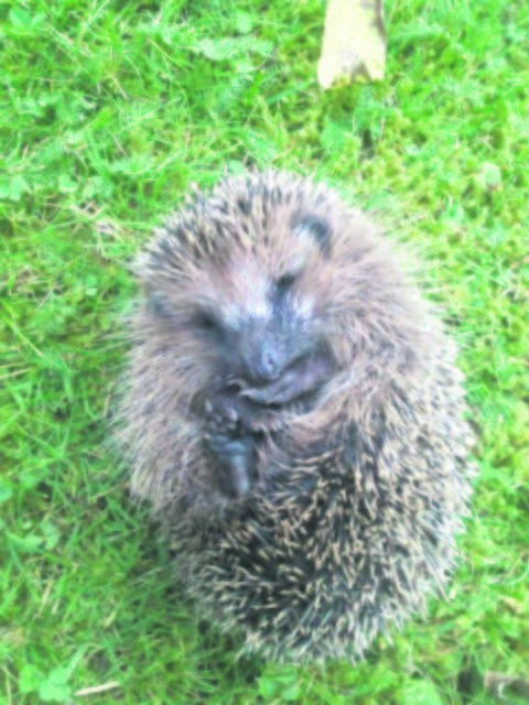 Wer einen verletzten Igel zum Tierarzt bringt, muss die Kosten tragen