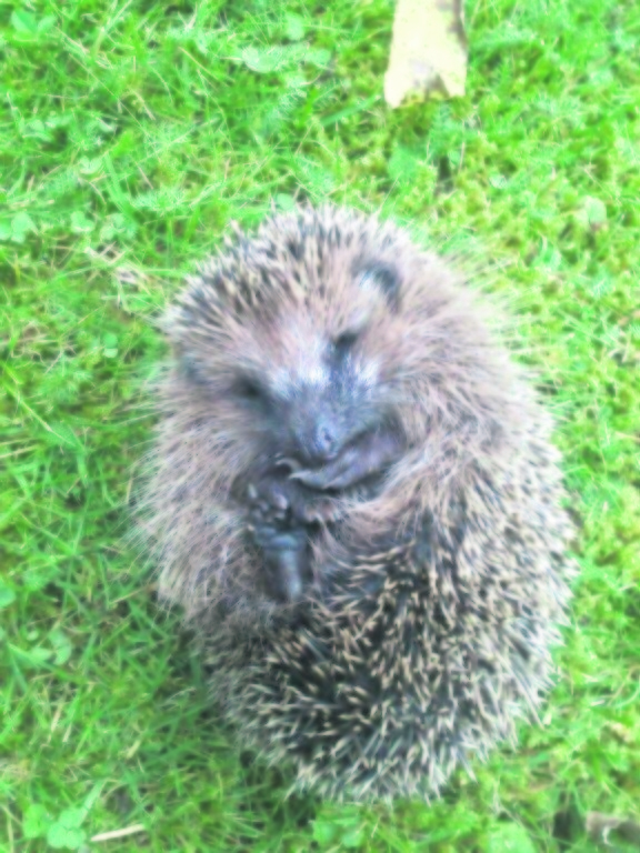 Wer einen verletzten Igel zum Tierarzt bringt, muss die Kosten tragen