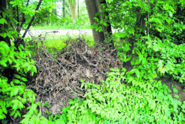 Es ist ein Irrglaube anzunehmen, dass Grünabfälle in der Landschaft entsorgt werden können