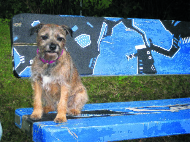 Hündin „Lucie“ genießt die Ausflüge in Jesteburg. Am liebsten machen sie und Frauchen Ritta Bülow Pause auf einer der vielen Parkbänke | Foto: Ritta Bülow