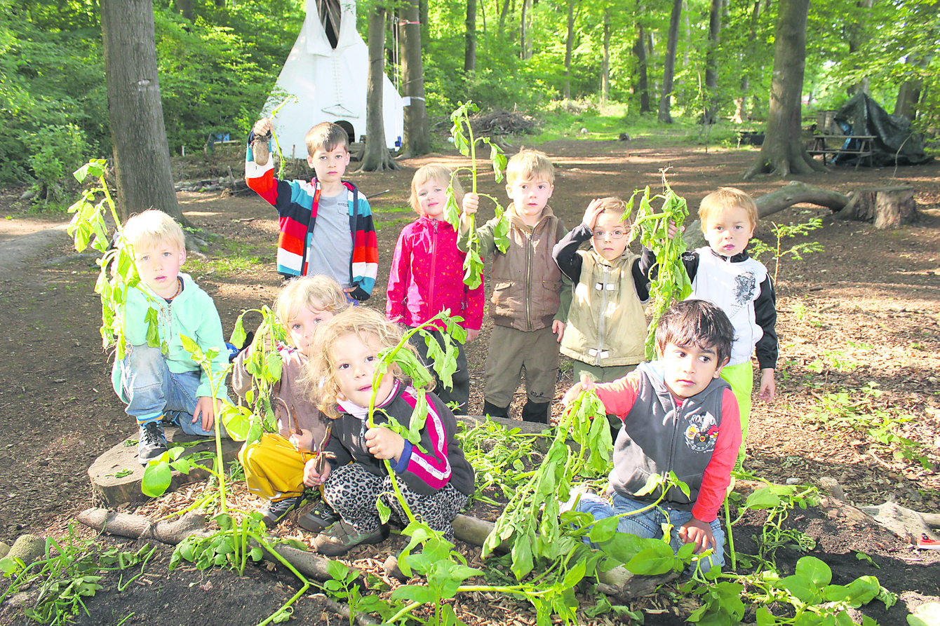 Die Kinder sind sauer - und wütend: Alle Kartoffelpflanzen sind herausgerupft
