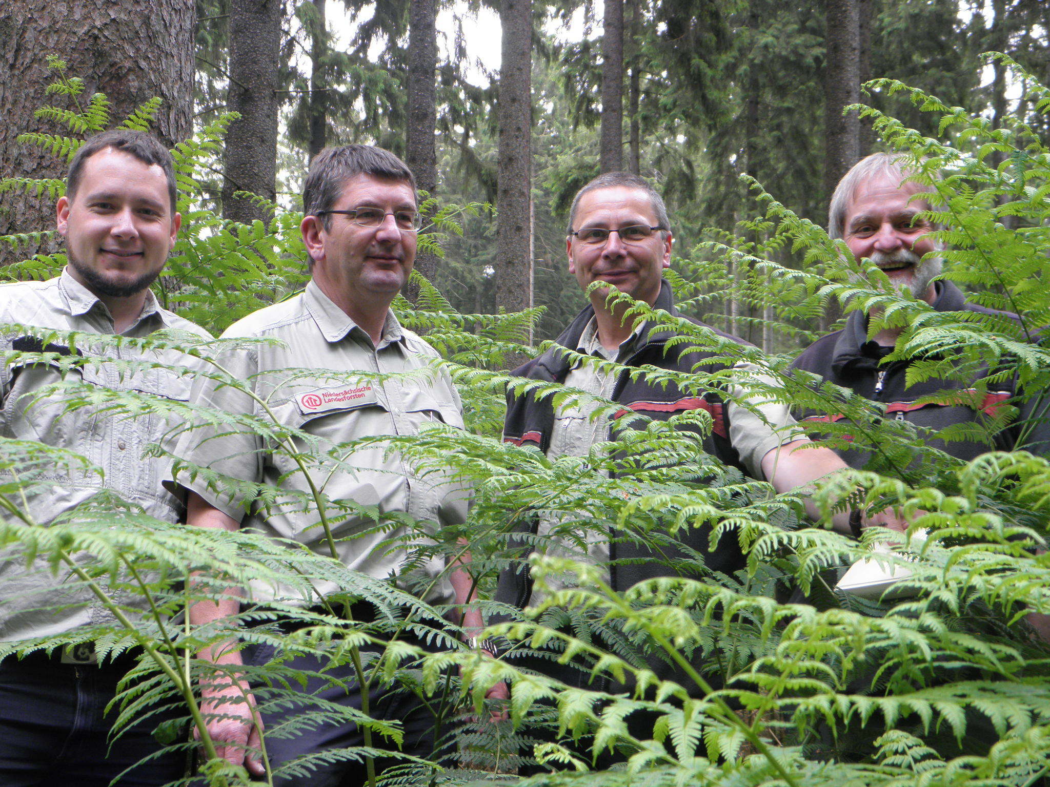 Hinter mannshohem Adlerfarn stehen die Waldexperten Florian Offermanns (v. li.), Heiko Ehing, Rainer Baumgart und Martin Seidel. Das Urgewächs ist eine Bedrohung junge Laubbäume im Rüstjer Forst und wird mit Knüppeln bekämpft