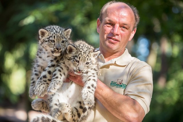 Glücklicher Tierpfleger mit zwei Wonneproppen: Jens Pradel mit den kerngesunden Schneeleoparden-Mädchen | Foto: Wildpark/Thomas Ix