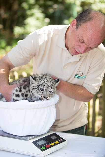 Einmal zum Wiegen bitte: Die etwa zwei Monate alte Schneeleoparden-Katze wiegt fast vier Kilogramm | Foto: Wildpark/Thomas Ix