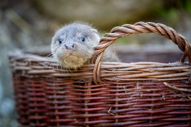 Im "Wartezimmer": Auch dieses kleine Fischotter-Mädchen muss untersucht, geimpft und gechippt werden | Foto: Wildpark/Thomas Ix